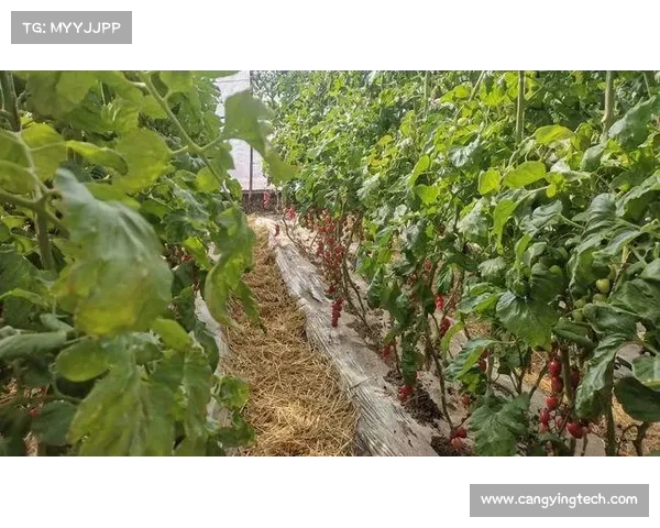 高地红石榴种植全攻略 打造丰收美果的关键秘诀与技巧 高地红石榴种植全攻略 打造丰收美果的关键秘诀与技巧